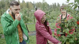 Filip och Linda provsmakar äpplen hos Aitokaris i Pernå. Filip och Linda provsmakar äpplen hos Aitokaris i Pernå.