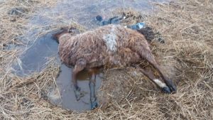 Ägaren misstänks för djurskyddsbrott. Döda djur i Lappfjärd i Kristinestad. Ägaren misstänks för djurskyddsbrott.