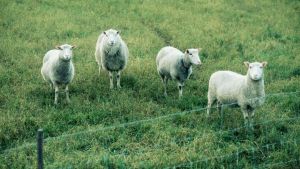 Enligt enkäten var finländarna inte jätteoroliga för att naturens mångfald minskar. En faktor som påverkar naturens mångfald är ensidig odling och matproduktion. Fyra får står i en hage.