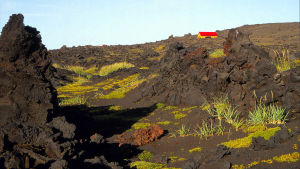 Under de knappa 60 år som gått sedan ön Surtsey bildades, har livet hunnit slå rot med en takt som har förvånat forskarna. Ön Surtsey söder om Island.