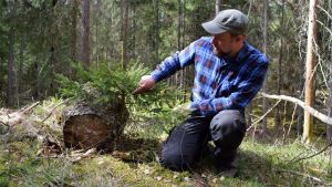 Granplantan på bilden kan vara upp till 50 år gammal, men nu har den skjutit 20 centimeter långa skott på ett år. Jussi Saarinen på huk intill en granplanta.