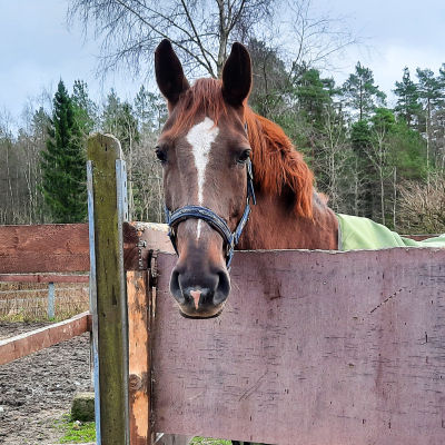 En häst med grönt täcke står i en hage och tittar över staketet.