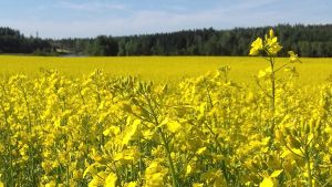 Det är ett hyfsat pris på oljeväxter i Finland. En åker med lysande gul raps.