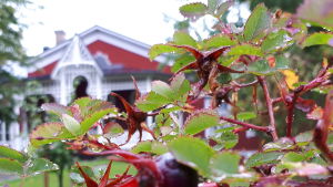 Rosa pimpinellifolia på hösten Nypon med Strömsövillan i bakgrunden