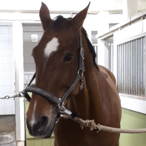 Iscara Del Maset Hästen Iscara Del Maset i stallet