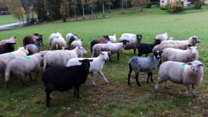 Det sägs ju att man kan vara envis som en bässe, men i vallhundsmästerskap är man mer orolig för sura eller galna tackor. Får i olika färger ute på grön betesmark.