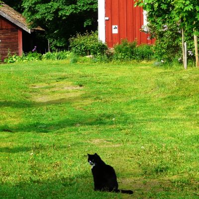 En svart katt vaktar Kycklings hembygdsgård i Lappträsk