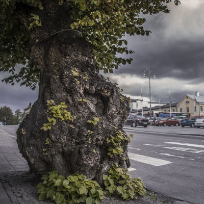 Linden i Jakobstad