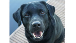 musta labradorinnoutaja hymyilee laiturilla
