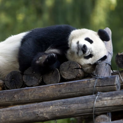 En jättepanda i djurparken i Peking tar en tupplur.