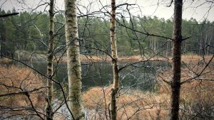 Det obebyggda Lillträsket är en rätt unik plats i Åbolands skärgård. En stor, fredad myr finns i direkt anslutning till sjön. Lillträsket i bakgrunden, några blöta björkar i förgrunden.