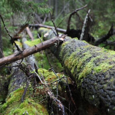 Vanha puu kaatuneena metsässä.