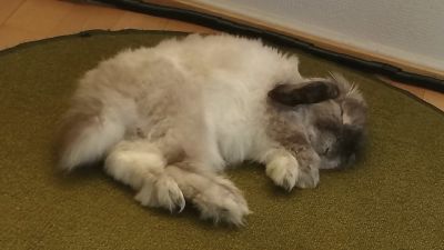 En fluffig vit kanin som sover på en matta.