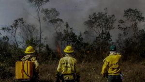 "Brand kan orsaka permanenta skador på jordens lungor." Tre brandmän står i gula kläder vid en skogskant i Amazonas som är täckt av rök.
