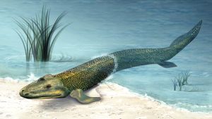 Tiktaalik hörde till de första ryggradsdjuren som tog sig upp på land från havet. Det skedde under devon. Och på den vägen är vi. Tiktaalik, ett av de första djuren som tog sig från havet upp på land.