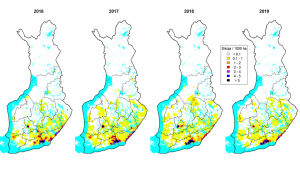 På kartan ser du hur antalet vildsvin och deras utbredningsområde har ändrats sedan 2016. Tryck på bilden för att se den som större. På bilden syns fyra kartor över Finland från år 2016 till 2019. På kartorna har man med olika färger märkt ut var det finns vildsvin, och hur många de är.