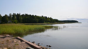 Kartläggningen utförs i Lovisavikens innersta delar. På bilden syns en skogbevuxen udde i Lovisaviken. Här kommer Drottningstranden att byggas.