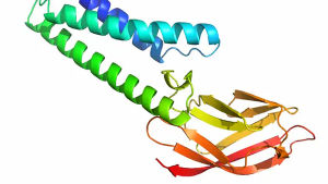 Så här kan coronavirusets proteinstruktur se ut, enligt Deepminds beräkningar. Strukturen för ett protein är mycket viktig för dess egenskaper och dess funktion. Proteinstruktur.