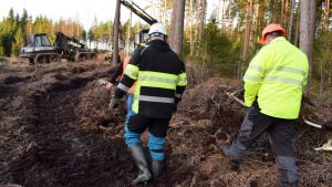 Lerigt, lerigt och åter lerigt. Inte ens de bäst rustade skogsmaskinerna gör snygga avtryck i skogen när markerna är så blöta. Tre personer med reflexvästar stövlar fram på en lerig skogsväg.