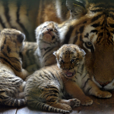 Tigermamma med ungar.