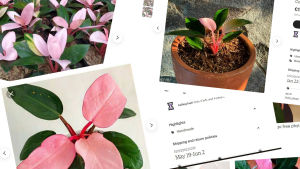 Philodendron Pink Congo säljs fortfarande på sajter som Etsy.com, oftast från länder i Asien. Priset har rasat sedan trendåren då den kunde kosta flera hundra dollar. Ett kollage av skärmdumpar på annonser från sidan etsy.com med en rosa växt vid namn pink congo till salu.