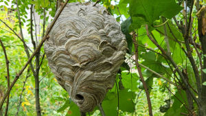 Koristeellisen näköinen ampiaispesä on pensaan keskellä.