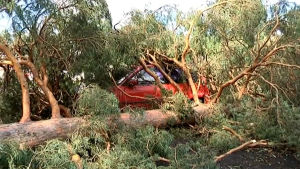 Auton päälle kaatunut puu, uutiskuvaa Asta-myrskyn tuhoista 2010.