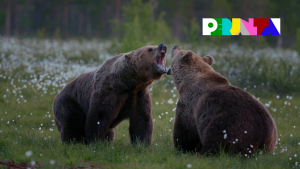 Kaksi karhua kohtaa suolla ja aukoo toisilleen kitojaan.