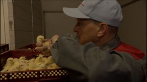 Petri Yli-Soini är kycklinguppfödare och hälsovårdsveterinär i Nurmo. Petri Yli-Soini är kycklinguppfödare och hälsovårdsveterinär i Nurmo.