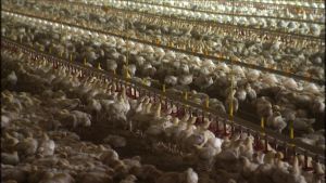 Kycklingar som föds upp. En holländsk kycklingfarm med 450 000 broilerkycklingar.