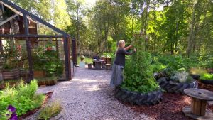 Öreexpert Alexandra De Paoli skördar bönor i trädgården på Strömsö. Alexandra De Paoli skördar bönor.