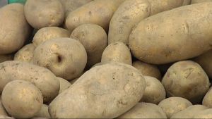 Det används ungefär 30 000 kilo potatis i Kimitoöns tillredningskök på ett år. Potatis.