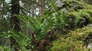 Kallioimarre (Polypodium vulgare) on saniaislajiike.