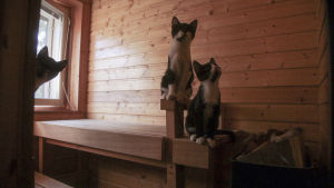 Kolme kissaa saunanlauteilla