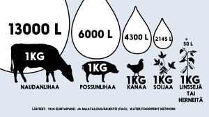 Infografiikka vedenkulutuksesta, jota kilon tuottaminen naudanlihaa, possunlihaa, kanaa, soijaa, linssejä tai herneitä vaatii.