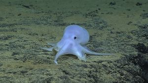 Bläckfisk på havets botten utanför Hawaii. Djuret tros tillhöra en ny bläckfiskart.