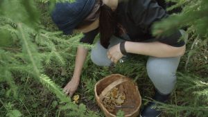 Linda plockar kantareller i skogen. Linda plockar kantareller i skogen.