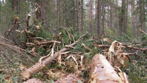 Virkeskapaciteten i de finska skogarna har ökat med miljontals kubik tack vare dikningen. Oksia ja puunrunkoja metsässä.