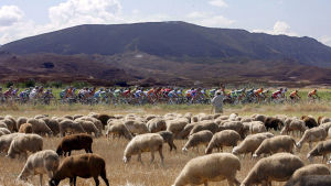 Pyöräilijäjoukko ohittaa lammaslauman, paimen vilkuttaa.