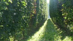 Plantorna kan vara upp till nio meter höga. En smal stig mellan humlebuskar.