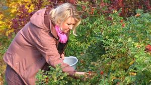 Nordiska bär är av hög kvalitet. Bromarvbon Sara Randström plockar nypon för sina produkter.