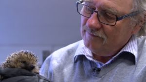 Seppo "Siili-Seppo" Pörhö on auttanut satoja siilejä. Kuvassa Seppo Pörhö siilin kanssa