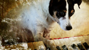 Lolabelle-koira soittaa pianoa Laurie Andersonin elokuvassa Koiran sydän (Heart of a Dog).