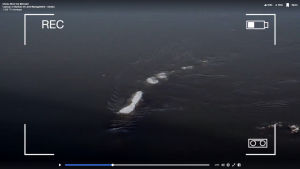 Ett pärlband med isklumpar som flyter omkring - ett ismonster? Skärmdump av video på en rad isbitar som flyter omkring i vatten.