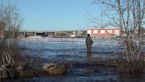 Kalastaja seisoo Kemijoessa