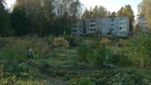 Rakel Liekille palstaviljelmien pitkät jonot eivät olleet este eikä hidaste: hän ilmoittautui palstaviljelykaveriksi. Laaja palstaviljelmä levittäytyy vihreänä. Kuvan vasemmassa reunassa nainen kitkee kyykyssä rikkaruohoja. Taustalla kohoaa kerrostaloja.