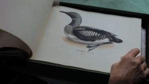 ur boken Svenska fåglar Närbild av sjöfågel i boken Svenska fåglar med teckningar av bröderna von Wright