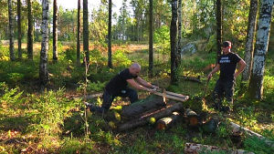 Trumbyggandet kräver god fysik. Här är det ask som sågas upp. män sågar i skog