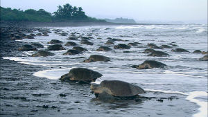 Kilpikonna on yleensä hitaaksi ja rauhalliseksi mielletty otus, mutta se onkin hyvin vaikuttava metsästäjä.