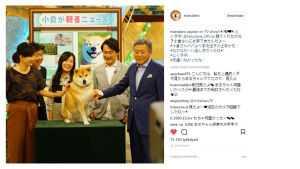Maru on tuttu näky japanilaisissa mainoksissa ja tv-ohjelmissa. Kuva: Shinjiro Ono, @Marutaro (Instagram). Suosittu shiba inu Maru.